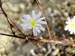 Malacothrix saxatilis saxatilis