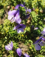 Psoralea aculeata