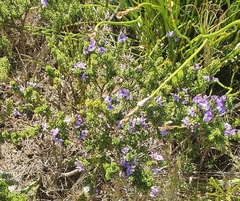 Psoralea aculeata