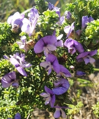 Psoralea aculeata