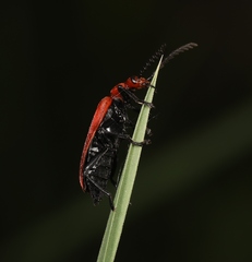 Pyrochroa serraticornis