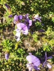 Psoralea aculeata