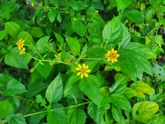 Wollastonia