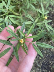 Stylosanthes