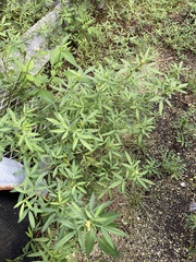 Stylosanthes