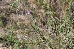 Liatris punctata mucronata