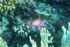 Pseudanthias squamipinnis