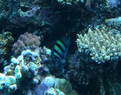 Abudefduf vaigiensis