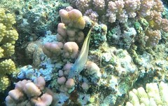 Paracirrhites forsteri