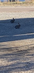 Sylvilagus nuttallii