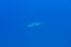 Caranx ignobilis