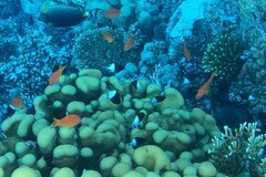 Pycnochromis dimidiatus