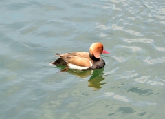 Netta rufina