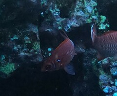 Sargocentron caudimaculatum