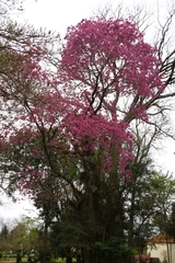 Handroanthus