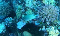 Amblyglyphidodon indicus