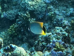 Chaetodon trifascialis