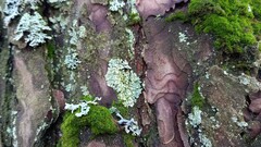 Parmeliopsis ambigua