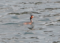 Podiceps cristatus