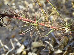Malacothrix saxatilis saxatilis