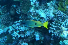 Lutjanus fulviflamma