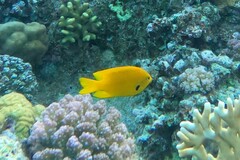 Pomacentrus sulfureus
