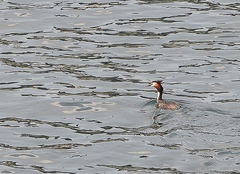 Podiceps cristatus