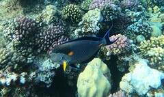 Acanthurus sohal
