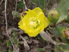 Opuntia humifusa