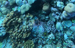 Pterois cincta