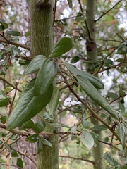 Ceanothus oliganthus sorediatus