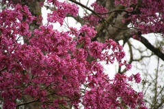 Handroanthus
