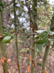 Ceanothus oliganthus sorediatus