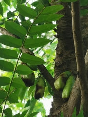 Averrhoa bilimbi
