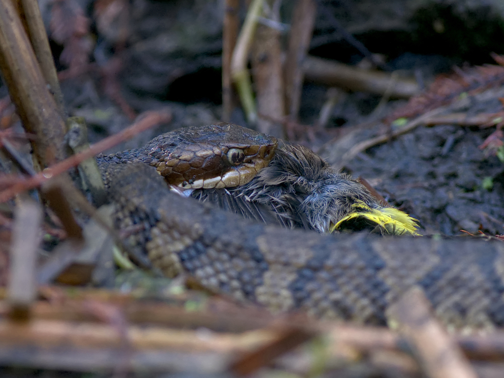 Northern Cottonmouth from Virginia Beach, VA, USA on November 05, 2022