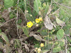 Opuntia humifusa
