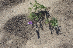 Vicia multicaulis