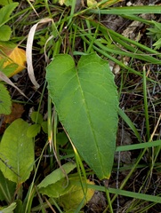 Saussurea controversa