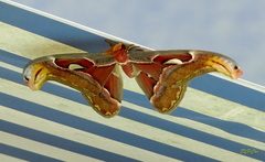 Attacus atlas