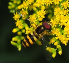 Epistrophella emarginata
