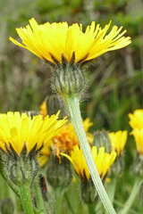 Crepis conyzifolia