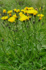 Crepis conyzifolia