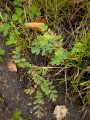 Sibbaldianthe bifurca