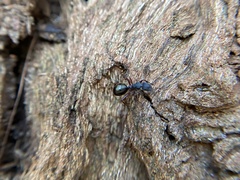 Camponotus chalceus