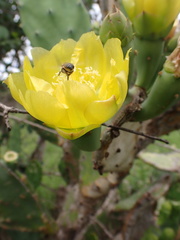 Opuntia humifusa