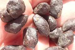 Oreotragus oreotragus