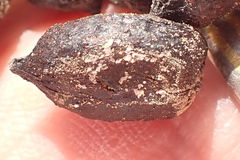 Oreotragus oreotragus