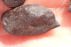 Oreotragus oreotragus