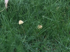 Fungi