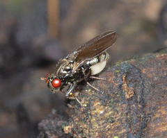 Acalyptratae